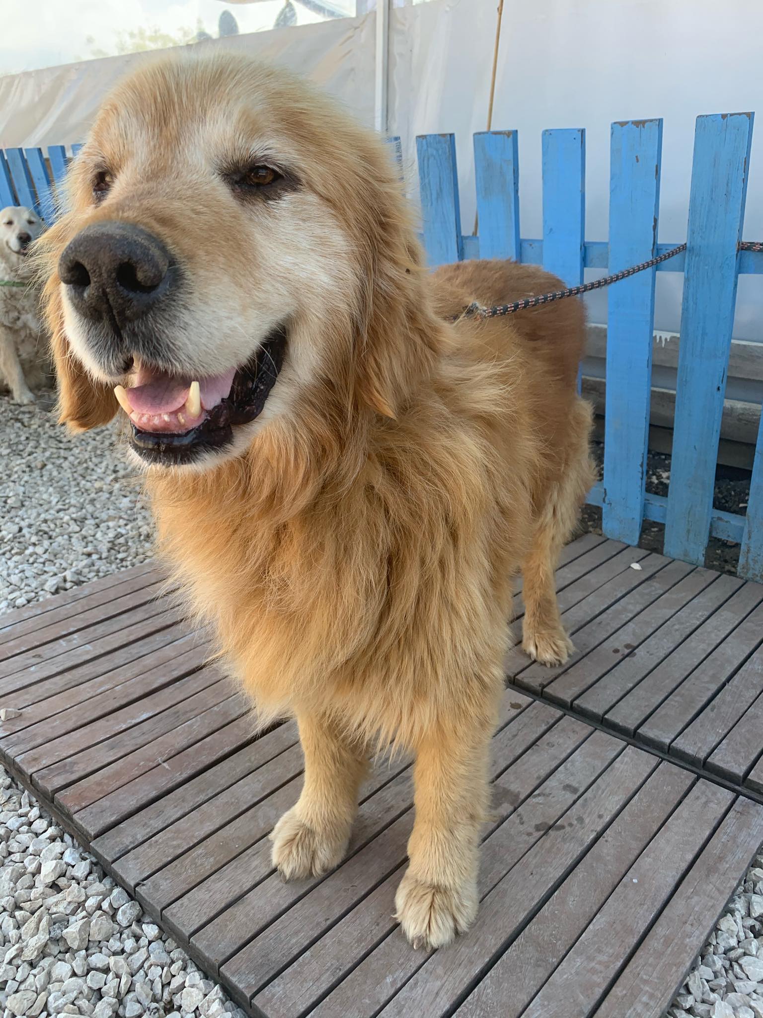 Kebob aka Bob (fka Cedar) 